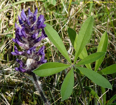 {Pediomelum subacaule}